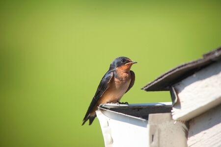 Close up shot of Tree swallow birdの写真素材