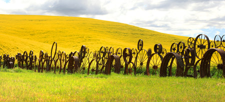 Fence of wheel rims against rapeseedの写真素材