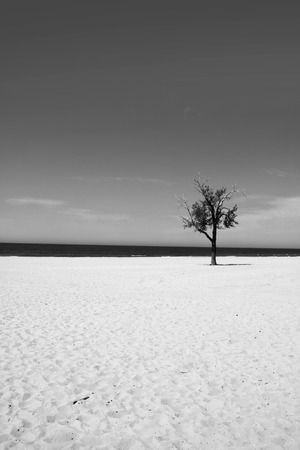 Lonely tree in the sandy beachの写真素材