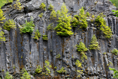 Pine trees on rockの写真素材