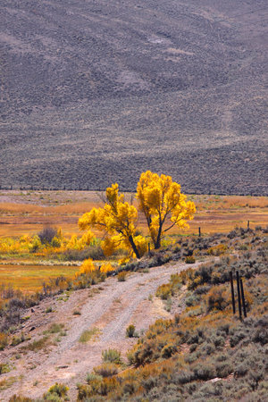 Autumn tree in Yellowstone national parkの写真素材