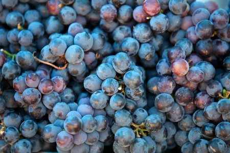 Fresh black grapes as a background