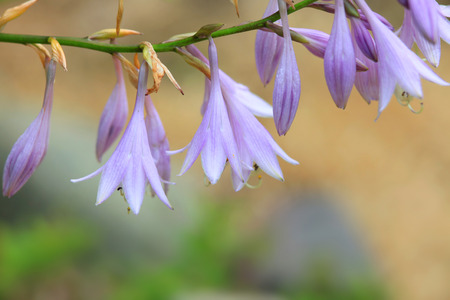 Close up shot of purple bell flowersの写真素材