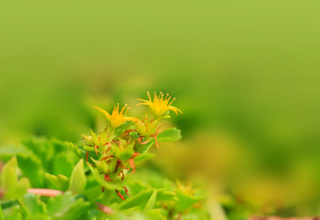 Tiny yellow flowers on a plant