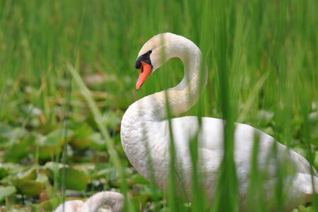 Swan with baby swans in the marshの写真素材