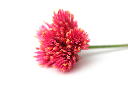 Gerber flower budの写真素材