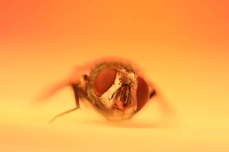 close up shot of a fly against orange backgroundの写真素材
