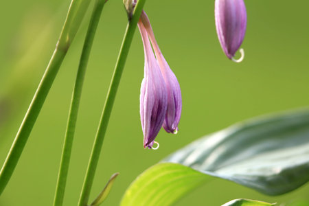 Close up shot of purple bell flowersの写真素材