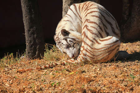 White tiger in the safariの写真素材