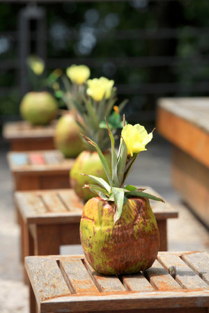 Coconut flower pots