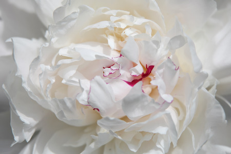 Close up shot of Magnoliaの写真素材