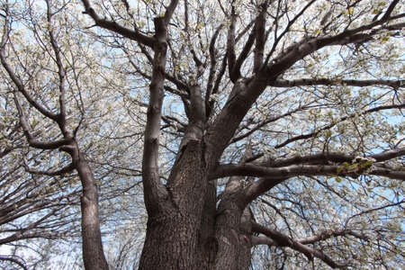 spring bloom on a huge treeの写真素材