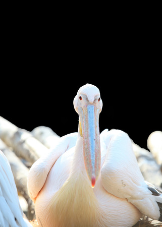 Pelican birds isolated on black backgroundの写真素材