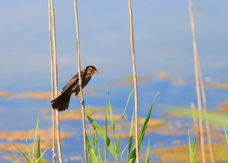 Pine Siskin on tall grass in the lakeの写真素材