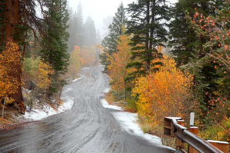 Autumn trees on the way to North lake in Californiaの写真素材