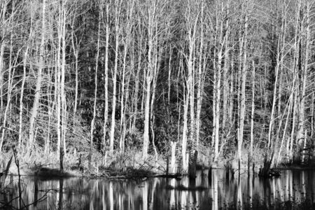 Tree stem reflections in black and whiteの写真素材