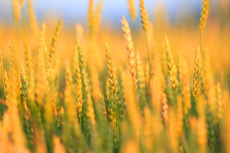 Yellow wheat field, fresh crop of wheat backgroundの写真素材