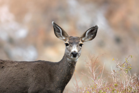 Close up shot of Deer in the forest