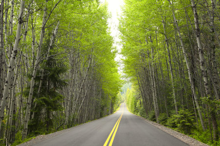 Tall green trees by the high way