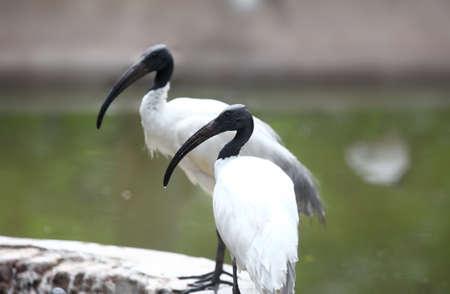 Black necked storks found in Indiaの写真素材