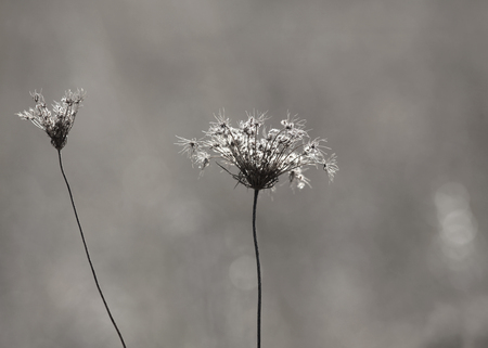 Autumn dried wild flowers in monochromeの写真素材