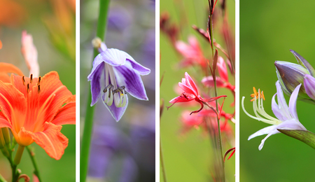 Close up shot of different flower collageの写真素材