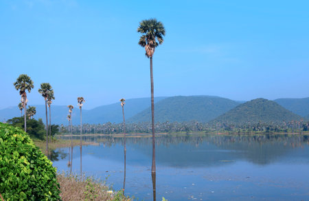 Palm trees in the middle of Mudasarlova reservoir in Visakhapatnam city India