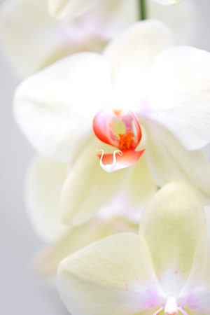 Extreme close up shot of Orchid flowersの写真素材
