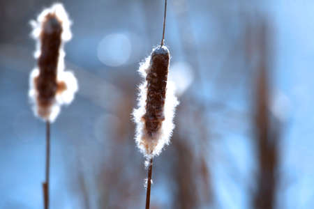 Tall grass with sun backlitの写真素材