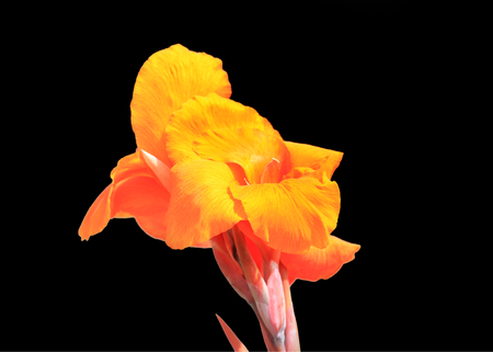 Orange Iris flower against black backgroundの写真素材