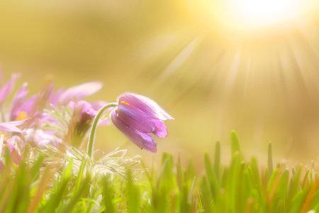 Wild flowers with sun flare