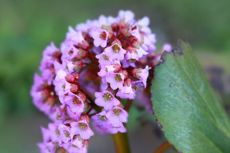 Pink and white Milkweed flower in the meadowの写真素材