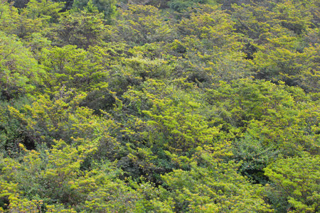Sapota (Sapodilla) plantation aerial view in India