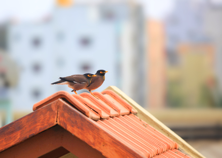 Two common Myna birds on the roofの写真素材