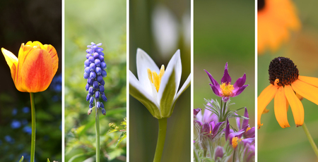 Five different spring flower collageの写真素材