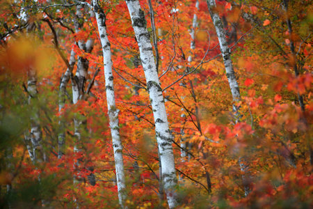 Colorful autumn tree backgroundの写真素材
