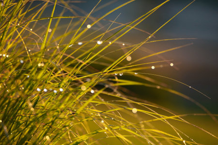Tall grass and dew close up shot