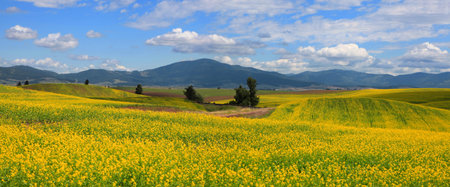 Panoramic view of Rapeseed fields in Palouse Washington state