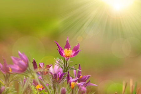 Wild flowers with sun flare