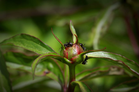 Wild flower bud with ants on it