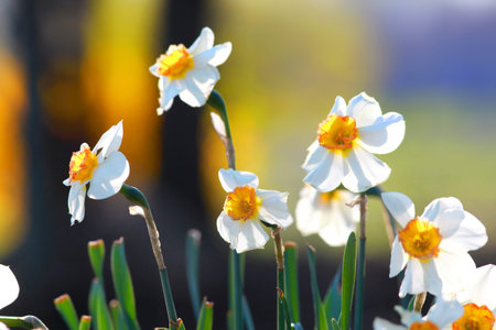Narcissus flowers close up shotの写真素材