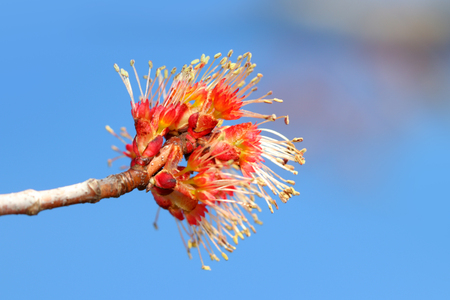 Red maple tree budding in the early springの写真素材