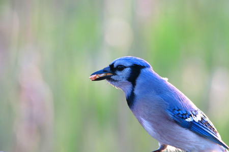 Blue Jay with the bird feedの写真素材