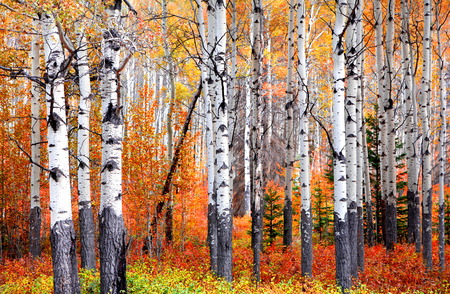 Aspen trees in Banff national park in autumn timeの写真素材