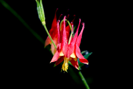 Red Columbine flowers on black backgroundの写真素材