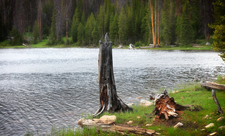 Dead tree by the lake in Uinta Wasatch national forest