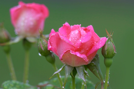 Two rose flowers close up shotの写真素材