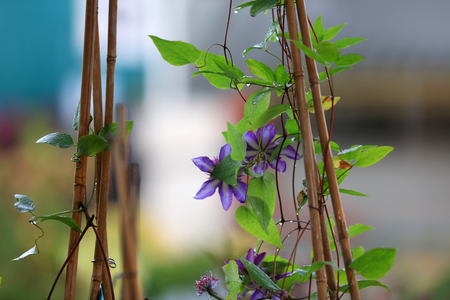 Blue flower plant on vain on bamboo sticksの写真素材