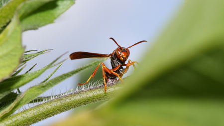 Close up shot of Wasp on plantの写真素材