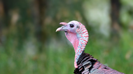 Close up shot of wild turkey in the forest